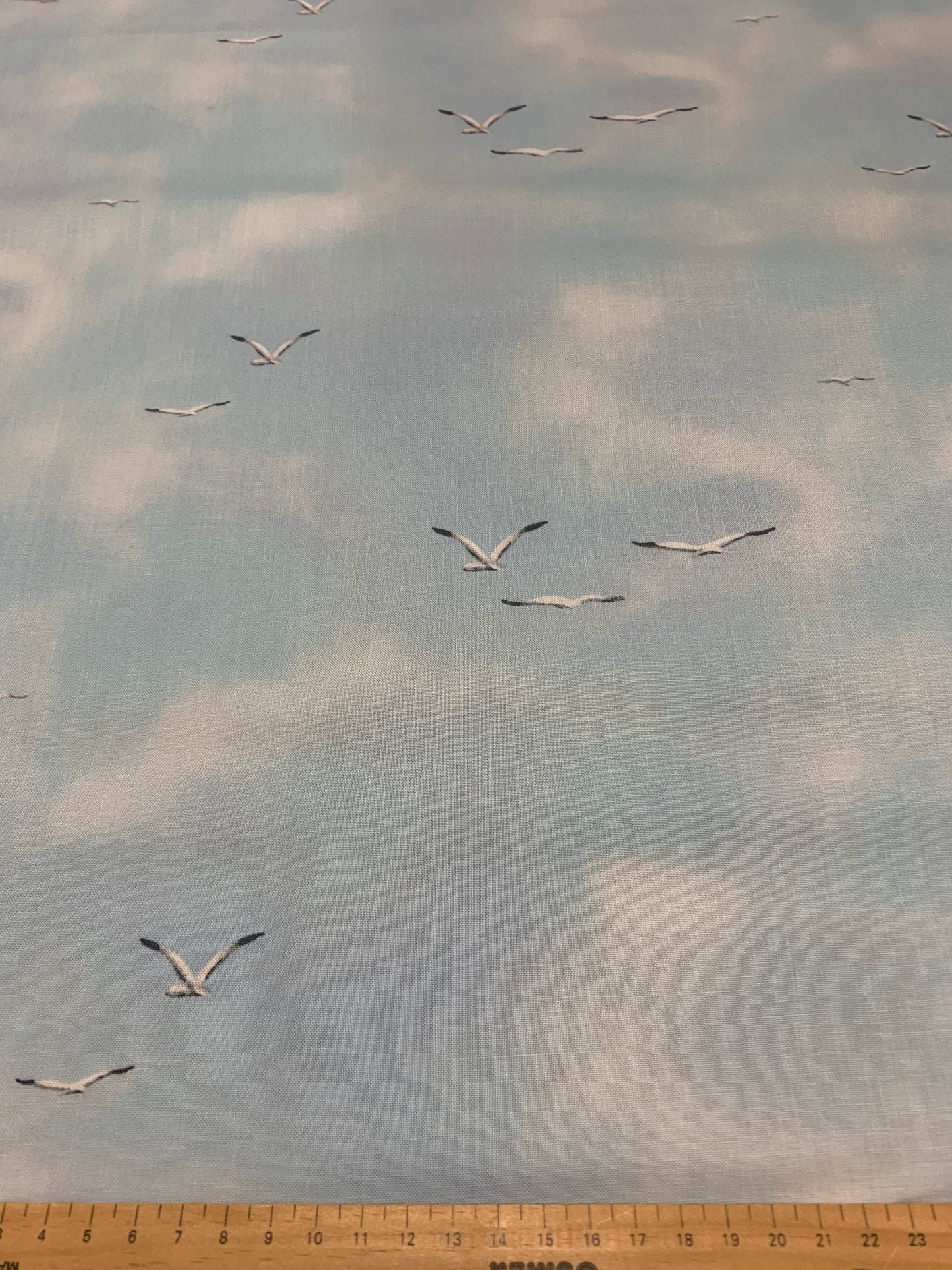 TURTLE MARCH SEAGULLS
