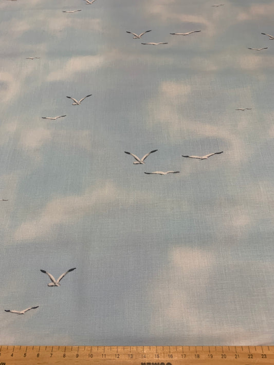 TURTLE MARCH SEAGULLS