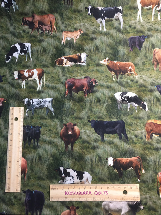 Cows Mixed